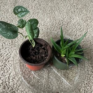Two Small Potted Houseplants - Variegated Scindapsus and Succulent
